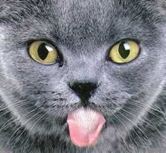 Cat_tongue.jpg