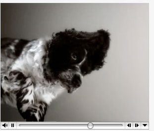 flying-dog-2.jpg