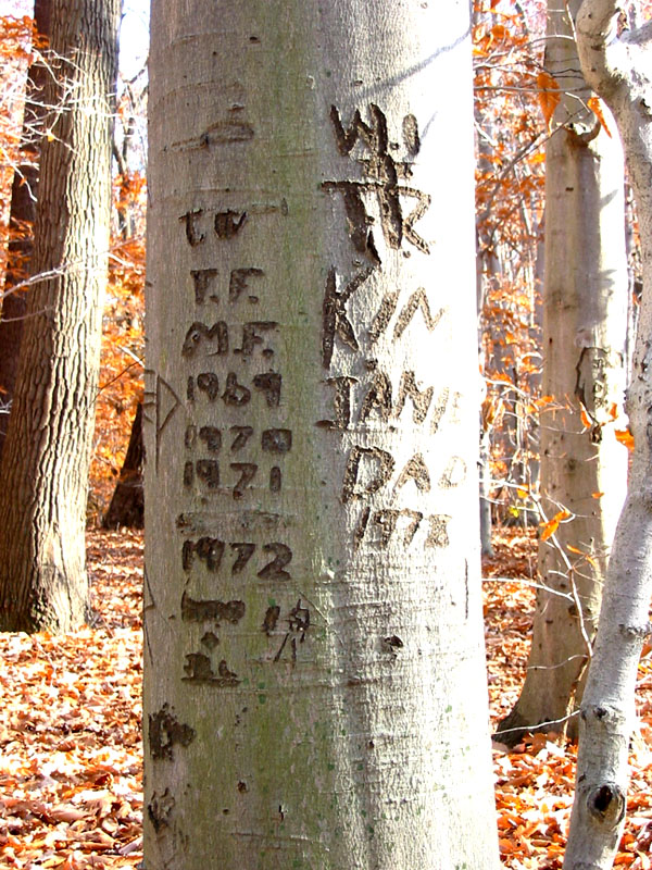 park tree.JPG